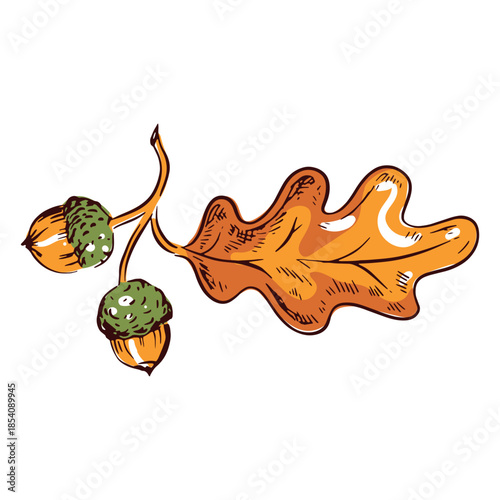 Acorns branch illustration