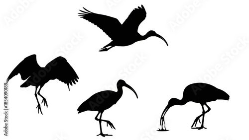 Black Ibis Silhouette Vector Showing Standing Feeding Flight and Landing Poses