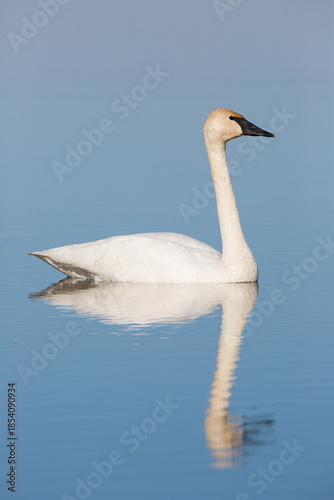 Tableau sur toile 00758-01205 Trumpeter Swan (Cygnus buccinator) in wetland, Marion Co