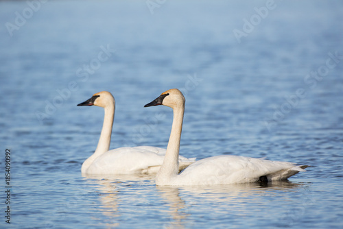 00758-01302 Trumpeter Swans (Cygnus buccinator) in wetland, Marion Co., IL