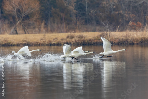 Tableau sur toile 00758-02306 Trumpeter Swans (Cygnus buccinator) taking off from lake Marion Co
