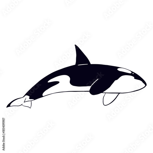 Killer whale filled-stroke