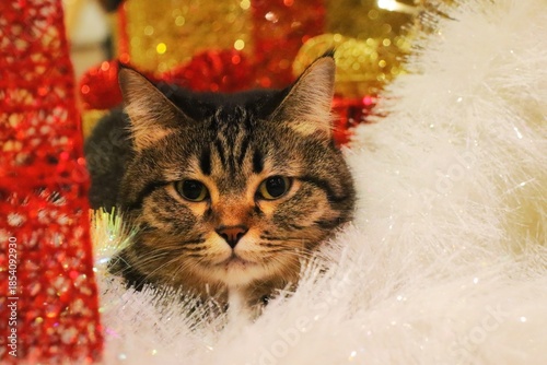 Beautiful cat near white christmas tree with light. Animal, religion and holiday concept.