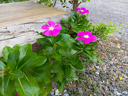 Pink periwinkle flowers blooming with fresh green leaves beside a wooden bench and gravel path. Natural garden scene for nature and outdoor design use.