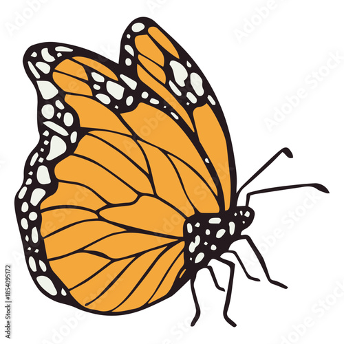 Dia de los muertos orange butterfly color stroke