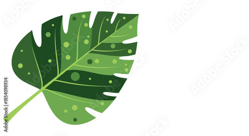 Vibrant green monstera leaf with iconic splits and holes decorated with lighter green dots on a white background.