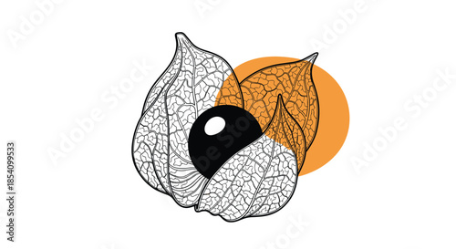 Artistic line drawing of physalis fruits with papery husks and a dark central berry over an orange circular shape.
