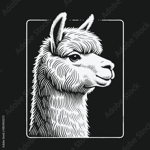 Classic black and white engraving style portrait of a llama head.