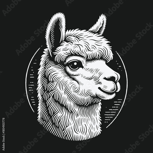 Monochrome engraved style llama head portrait illustration.