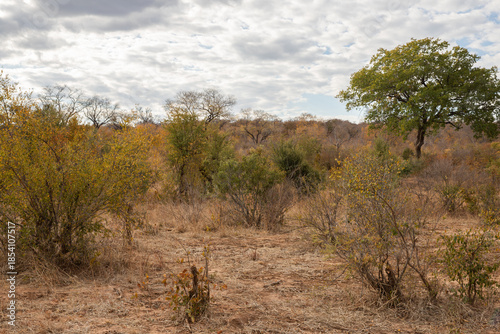 Zambezi National Park in Zimbabwe, Africa