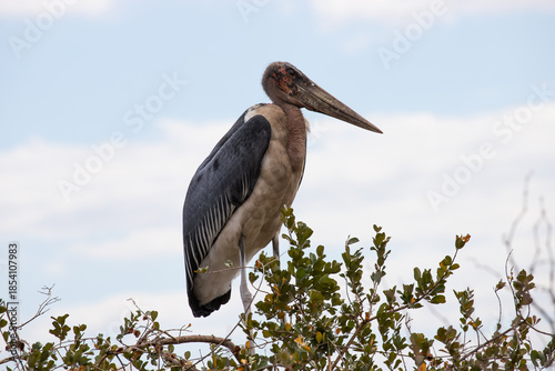 a wild marabou stork in a tree in Zimbabwe, Africa