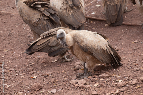  Wild vulture in Zimbabwe, Africa