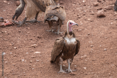  Wild vulture in Zimbabwe, Africa