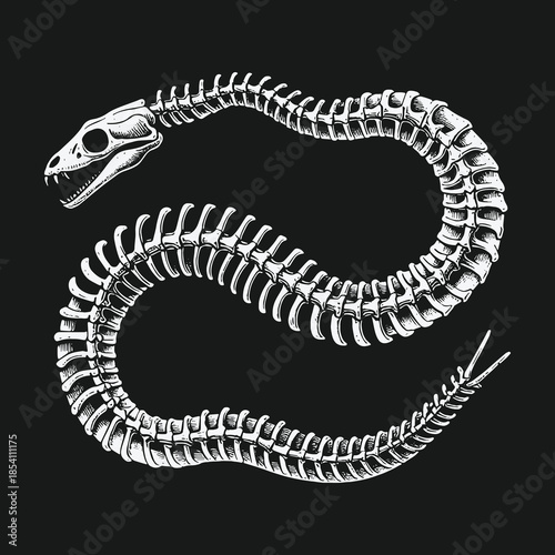 Vintage style illustration of a coiled snake skeleton on a black background.