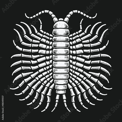Symmetrical centipede illustration in a vintage monochrome engraving style.