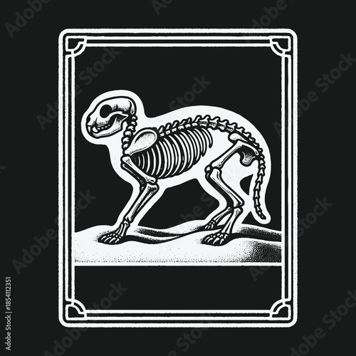 Black and white anatomical illustration of a rabbit skeleton within a decorative border.