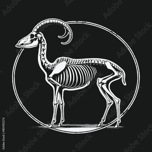 Anatomical illustration of a goat skeleton with curved horns inside a circle on a black background.