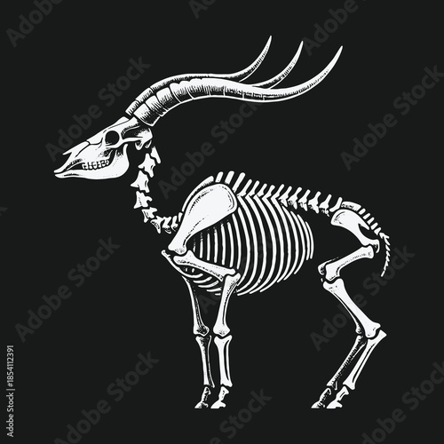 Elegant white skeleton of a horned antelope on black background.