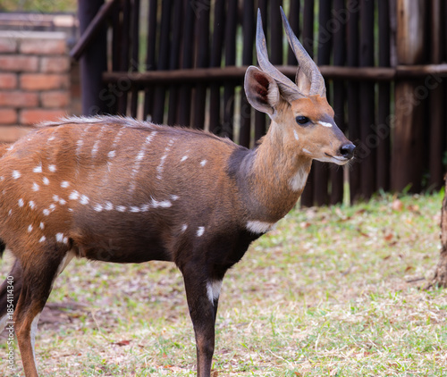 A wild male Bushbuck in Zimbabwe, Africa