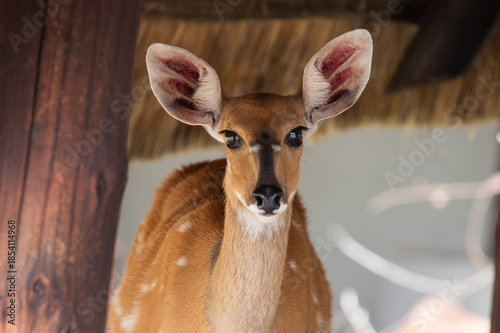 A wild female Bushbuck in Zimbabwe, Africa