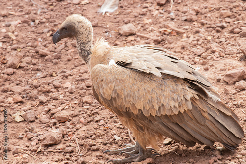  Wild vulture in Zimbabwe, Africa