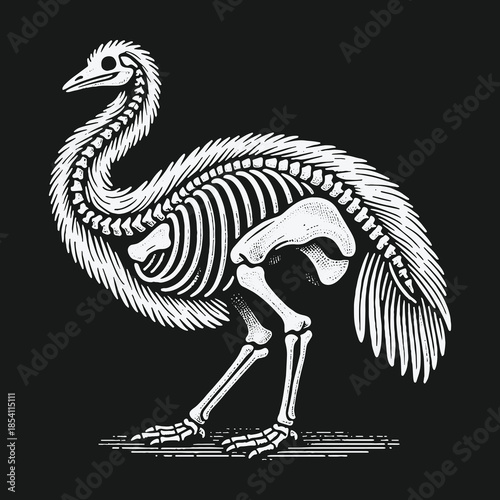 Emu skeleton with plumage detailed vintage scientific illustration.