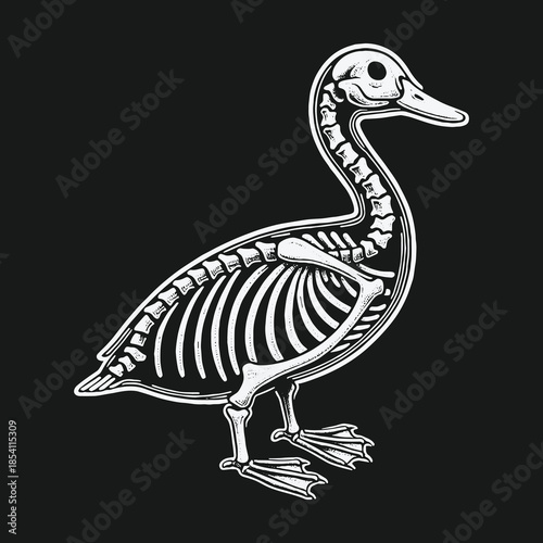 Anatomical vector illustration of a duck skeleton on a black background.