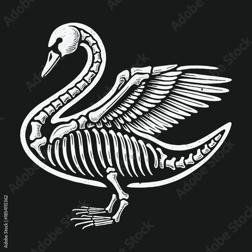 Anatomical illustration of a swan skeleton with wings spread.