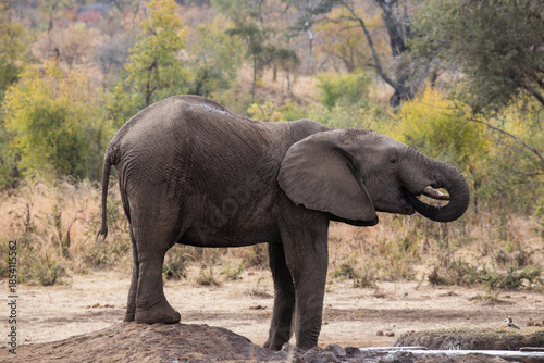 Wild elephant drinking in Zimbabwe, Africa