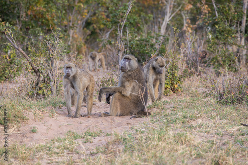 Fotografija A wild troop of baboons in Zimbabwe, Africa