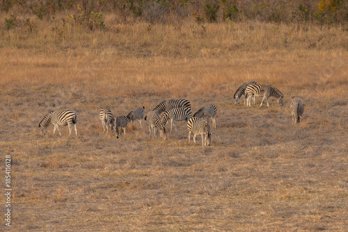 Wild Zebra in Zimbabwe, Africa