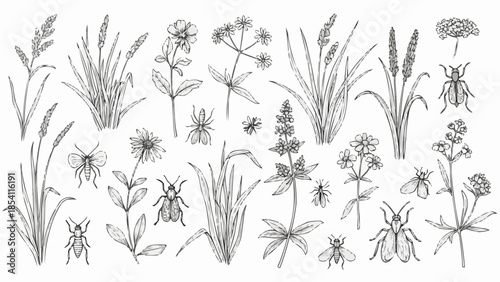Collection of Various Wildflowers and Grasses.