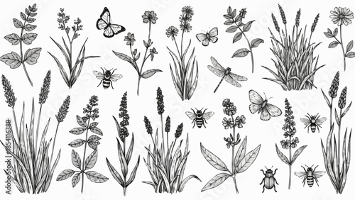 Black and White Illustration of Various Insects and Plants.
