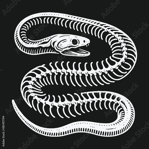 Hand drawn illustration of a coiled snake skeleton on a dark background.