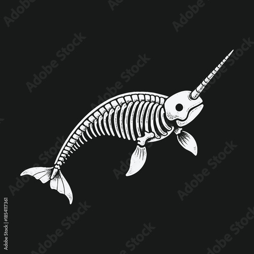 Detailed anatomical illustration of a narwhal skeleton.