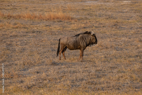 A wild male wildebeest in Zimbabwe, Africa
