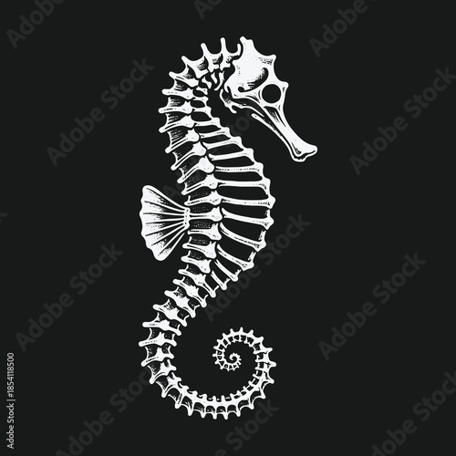Intricate white seahorse skeleton illustration on a solid black background.
