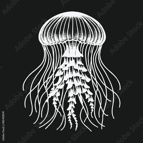 Intricate white line art jellyfish illustration on a dark background.