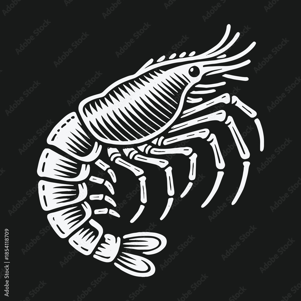 Obraz premium Vintage shrimp illustration in a black and white engraving style.