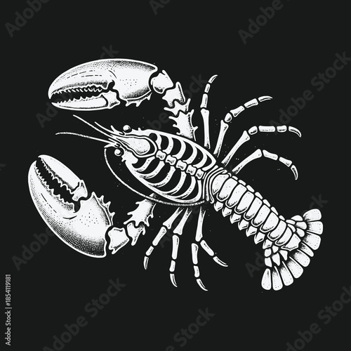 Vintage anatomical drawing of a lobster skeleton illustration.