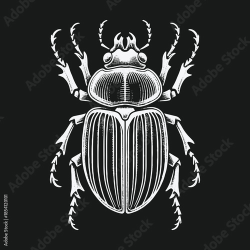 Vintage scarab beetle illustration in a detailed engraving style.