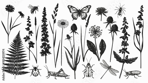 Black and White Insects and Wildflowers Illustration.