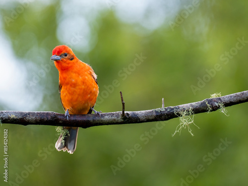 Bluttangare (Piranga bidentata)