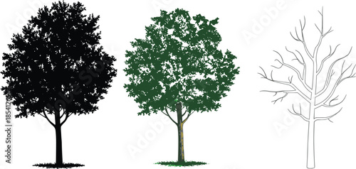black silhouette, full summer foliage, and bare winter outline, for landscape design and season concepts