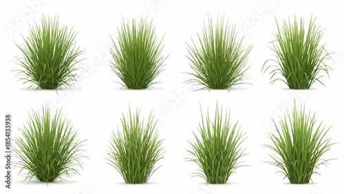 Realistic green long grass tufts isolated on white background,Eight isolated fresh green grass tufts Digital 3D render on white.