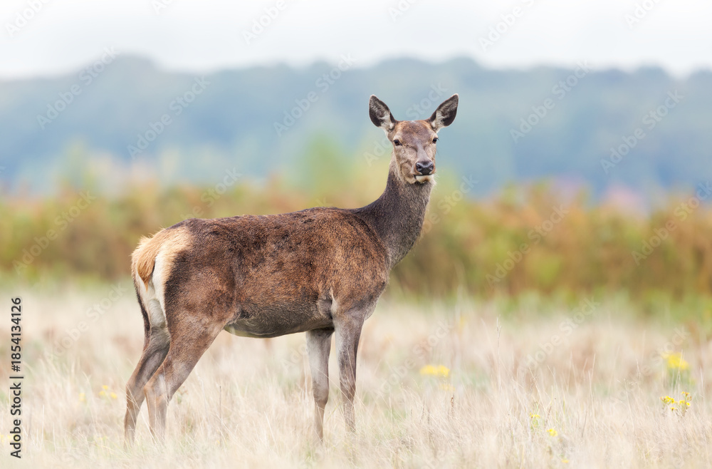 Fototapeta premium Female red deer hind standing alert in meadow