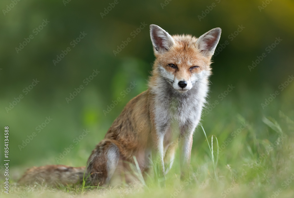 Fototapeta premium Portrait of a wild red fox sitting calmly on green grass in meadow
