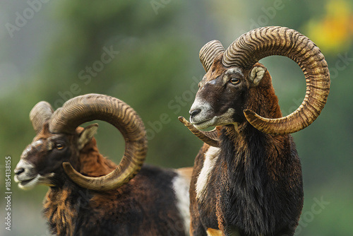two Ovis orientalis musimon Mouflon rams display curled horns in soft light