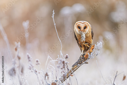 Bild auf Leinwand Tyto alba Barn owl holding prey on frosty branch at dawn today