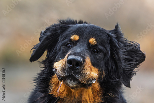 Foto Hovawart dog Canis lupus familiaris closeup portrait with wet fur and drool